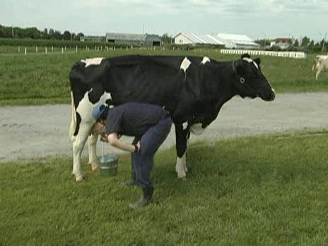 Fast Cow Milking